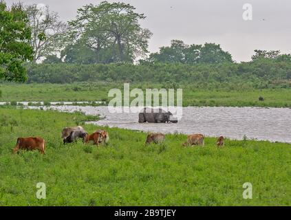 Der große Horned Rhino im Kaziranga National Park, Assam, Indien Stockfoto