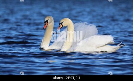 Ein Paar Mute Swans Cygnus olor schwimmt im Winter zusammen auf einem Blue Lake Stockfoto