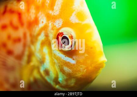 Bunte Fische aus den Spiesen Symphysodon im Aquarium. Stockfoto