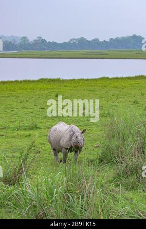 Der große Inder hornte Rhinoceros in üppigem Grünland Stockfoto