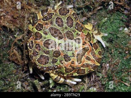 Argentine Horned Pacman Frog, Ceratophrys ornata Stockfoto