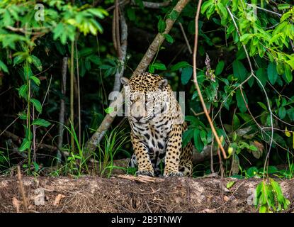 Jaguar steht vor dem Hintergrund einer malerischen Landschaft auf dem Sand. Südamerika. Brasilien. Pantanal National Park. Stockfoto