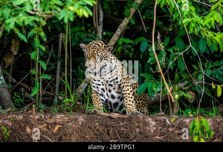 Jaguar steht vor dem Hintergrund einer malerischen Landschaft auf dem Sand. Südamerika. Brasilien. Pantanal National Park. Stockfoto