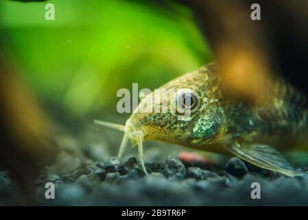 Kleiner Wels Corydoras frontaler Nahbereich mit unscharfem natürlichen Hintergrund. Stockfoto