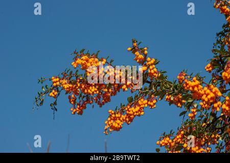 berberis darwinii Stockfoto