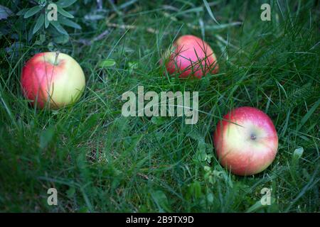 Rote Äpfel von einem Baum gefallen Stockfoto