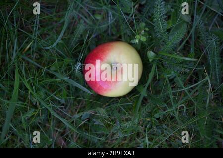 Ein roter apfel ist von einem Baum gefallen Stockfoto