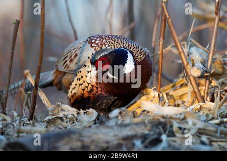 Ein Hahn Pheasant im späten Winter in South Dakota Stockfoto