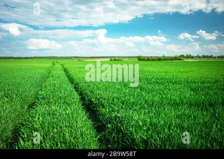 Spuren der Räder im grün wachsenden Getreide, weiße Wolken am blauen Himmel Stockfoto