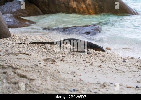 Überwachen Sie die Licard am Strand Pulau Tioman Stockfoto