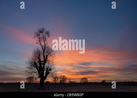 Schwarze Silhouette eines Baumes ohne Blätter, bunte Wolken am blauen Himmel nach Sonnenuntergang Stockfoto