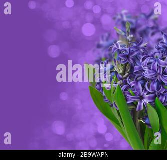 Hyazinthen. Frühling Blumen auf lila Hintergrund, kopieren Raum Stockfoto