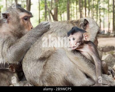 Indische Makaque (Macaca leonina). Eine Gruppe von Makaken säubern sich gegenseitig die Haare von Parasiten im Gebiet des Angor Wat Tempels, Kambodscha Stockfoto