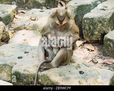 Indische Makaque (Macaca leonina). Eine Gruppe von Makaken säubern sich gegenseitig die Haare von Parasiten im Gebiet des Angor Wat Tempels, Kambodscha Stockfoto