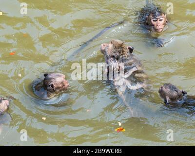 Indische Makaque (Macaca leonina). Eine Gruppe Makaken und ihre Jungen spielen im Wasser im Gebiet des Tempels Angor Wat in Kambodscha. Stockfoto