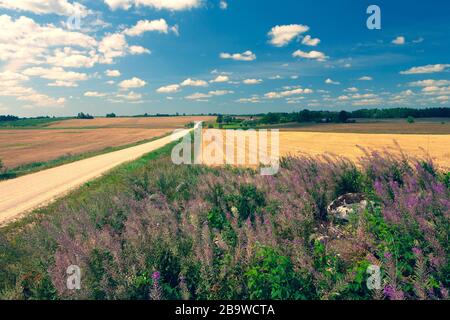 An einem hellen Sommertag auf dem Feld Stockfoto