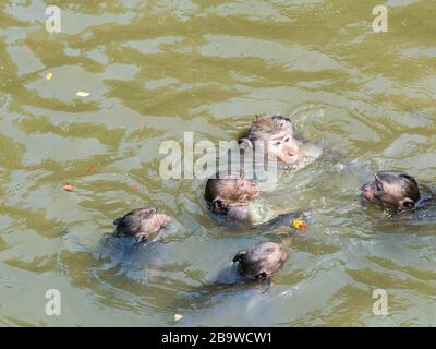 Indische Makaque (Macaca leonina). Eine Gruppe Makaken und ihre Jungen spielen im Wasser im Gebiet des Tempels Angor Wat in Kambodscha. Stockfoto