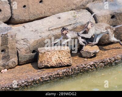 Indische Makaque (Macaca leonina). Eine Gruppe Makaken und ihre Jungen spielen im Wasser im Gebiet des Tempels Angor Wat in Kambodscha. Stockfoto