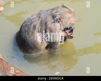 Indische Makaque (Macaca leonina). Eine Gruppe Makaken und ihre Jungen spielen im Wasser im Gebiet des Tempels Angor Wat in Kambodscha. Stockfoto