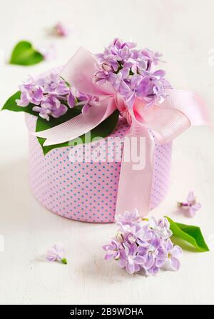 Geschenkbox mit frischen lila Flieder und Bändern Stockfoto