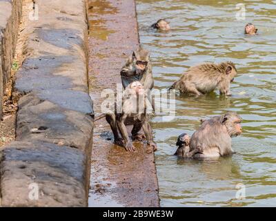 Indische Makaque (Macaca leonina). Eine Gruppe Makaken und ihre Jungen spielen im Wasser im Gebiet des Tempels Angor Wat in Kambodscha. Stockfoto