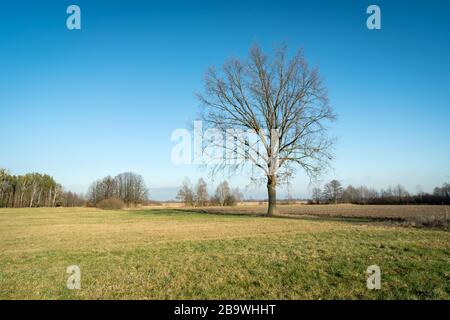 Große Eiche ohne Blätter auf dem Feld, Blick auf einen sonnigen Tag Stockfoto