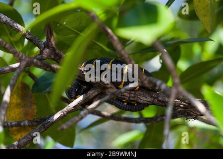 Boiga-dendrophila-Schlange in Mangroven, Malaysia Stockfoto