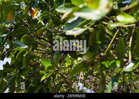 Boiga-dendrophila-Schlange in Mangroven, Malaysia Stockfoto