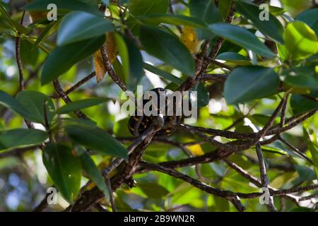 Boiga-dendrophila-Schlange in Mangroven, Malaysia Stockfoto