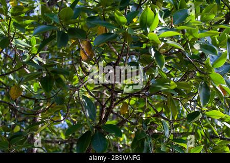 Boiga-dendrophila-Schlange in Mangroven, Malaysia Stockfoto