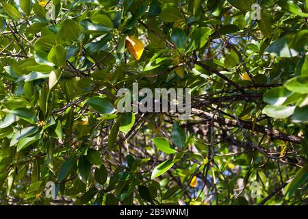 Boiga-dendrophila-Schlange in Mangroven, Malaysia Stockfoto