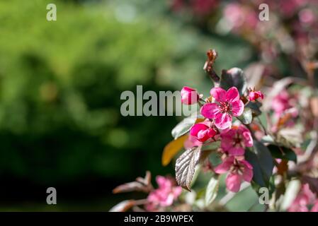 Blühende Äste von dekorativem apfelbaum - selektiver Fokus Stockfoto