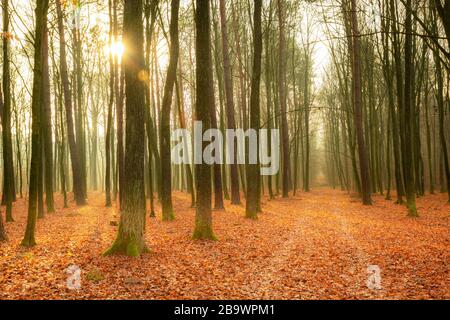 Verfallene Blätter im Herbst nebliger Wald und Sonnenschein Stockfoto