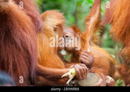 Orang-Utan im Zoo von Singapur Stockfoto