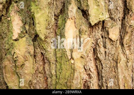 Grün-braune Baumrinde in Nahaufnahme Stockfoto