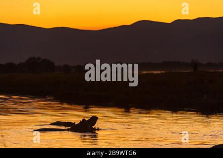 Ein Hippopotamus, der bei Sonnenuntergang im Sambesi River zu sehen ist, Mana Pools National Park, Simbabwe. Stockfoto