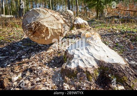 Nahaufnahme eines von einem Biber abgeschnittenen Baumes mit sichtbaren, selektiven Zähnen. Stockfoto