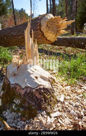 Nahaufnahme eines von einem Biber abgeschnittenen Baumes mit sichtbaren, selektiven Zähnen. Stockfoto