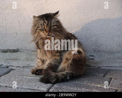 Frustrierte und nervöse streunende Katze, die ihre Pfote zum Angriff zeigt Stockfoto