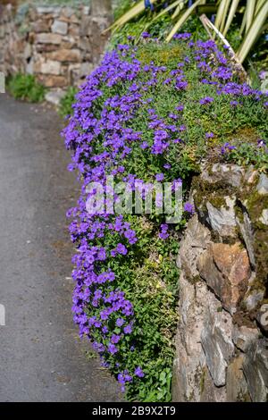 Masse aus violettem Felskresse, Aurieta deltoidea, Blumen auf einem Steinschüttler, der in einem Garten eine Steinmauer hinuntergeht. Stockfoto