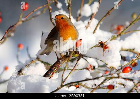Robin Erithacus rubecula, in Hund stieg im Schnee, Aberdeenshire Stockfoto
