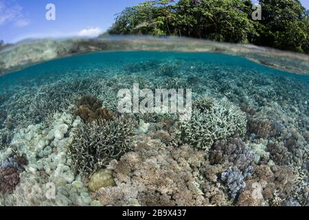 Ein erstaunliches Korallenriff wächst in seichtem Wasser inmitten der üppigen Inseln von Raja Ampat, Indonesien. Dieses Gebiet ist für seine unglaubliche marine Artenvielfalt bekannt. Stockfoto