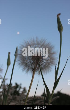 Weißer Blowball (Löwenzahn) gegen den Abendhimmel mit dem Mond. Nahaufnahme eines Blasballs auf der Wiese. Stockfoto