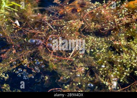 In einem halben Faßteich, der mit einer Masse von Teichunkraut gefüllt ist, mit Blasen, die durch das Unkraut kommen, ins klare Wasser hinunterblicken. Stockfoto