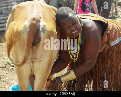 Afrika, Tansania, weibliche Mitglieder des Datoga-Stammes (Datooga) im traditionellen Kleid, melken eine Kuh. Um ihre Augen herum ist Schönheitsscharben zu sehen Stockfoto