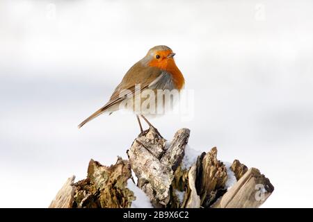 Robin Erithacus rubecula, auf Baumstumpf im Schnee, Aberdeenshire Stockfoto