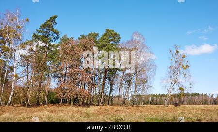 Mischwald an einem sonnigen Frühlingstag. Stockfoto