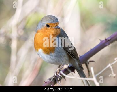 Europäische Robin (Erithacus Rubecula) Stockfoto