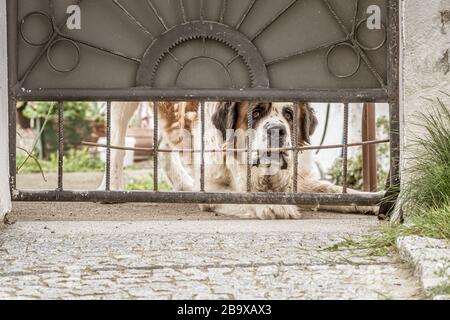 Traurig aussehender Bernhardiner Hund, der durch das Tor guckt und raus will Stockfoto