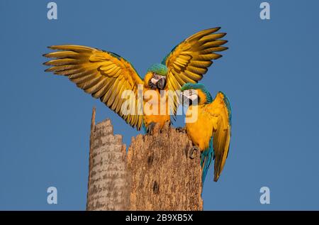 Ein wunderschönes Paar Blau-Gelb-Macaw (Ara arauna) im Pantanal Stockfoto